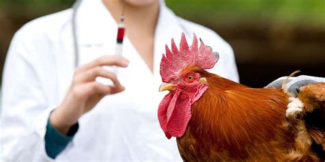 5 Most Common Gamefowl Diseases and Prevention Methods.